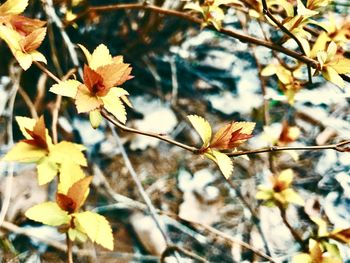 Close-up of yellow flowering plant during autumn