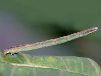 Close-up of insect on leaf