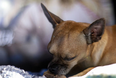 Close-up of a dog