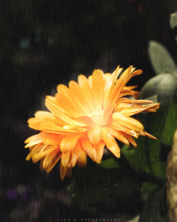 Close-up of yellow flower