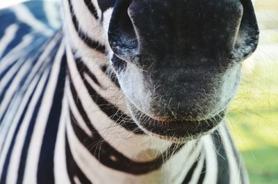 Close-up of dog