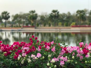 Close-up of pink flowers blooming by lake against sky