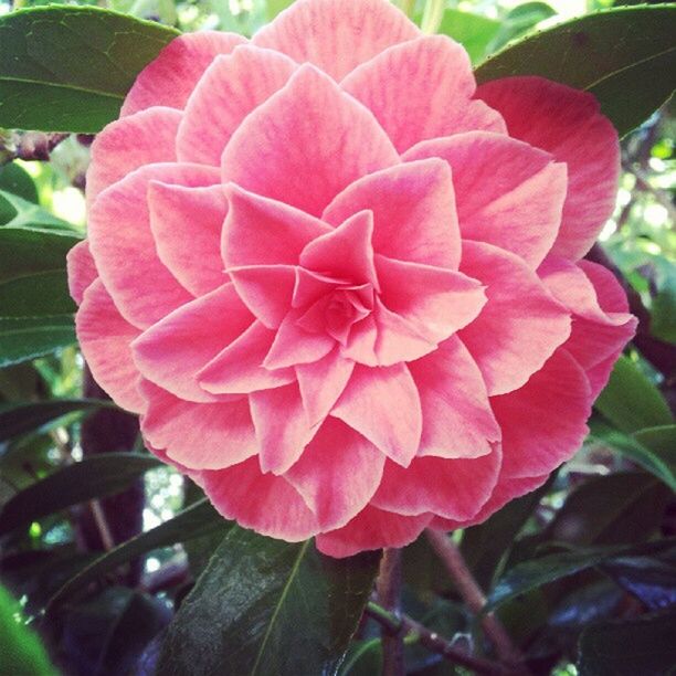 flower, petal, freshness, flower head, fragility, growth, close-up, beauty in nature, single flower, rose - flower, blooming, plant, focus on foreground, nature, leaf, pink color, red, in bloom, day, no people