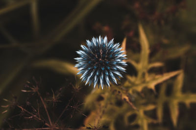 Close-up of dandelion on field