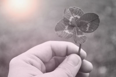 Close-up of hand holding leaf