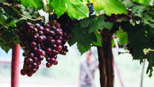 Close-up of grapes growing in vineyard