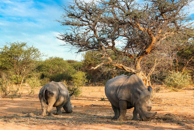 Elephants in a field