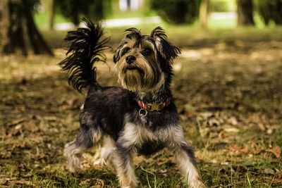 Dog standing in field