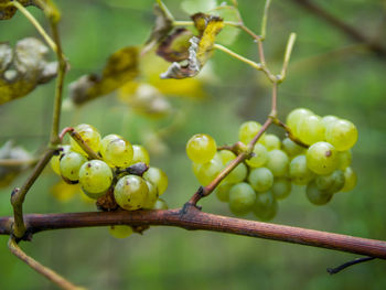 Close-up of grapes growing on tree