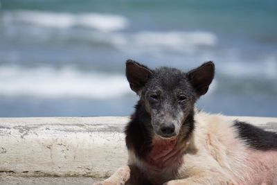 Portrait of dog by sea