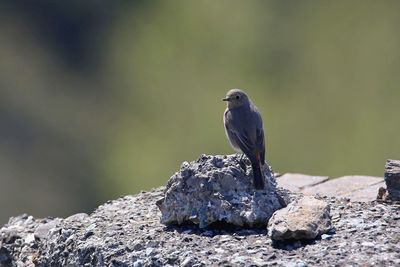 Close-up of bird perching on rock