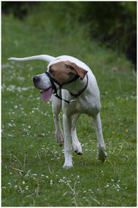 Dog standing in field