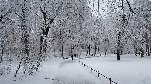 Bare trees on snow covered road