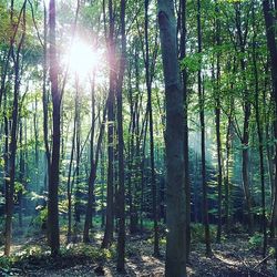 Sun shining through trees in forest