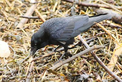 Close-up of bird