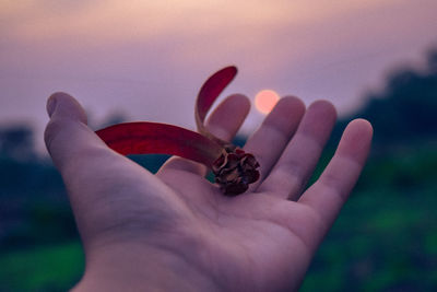 Close-up of hand holding purple flower