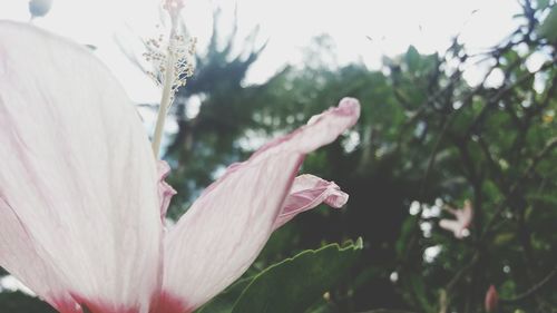 Close-up of pink flowers