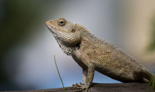 Close-up of lizard on wood