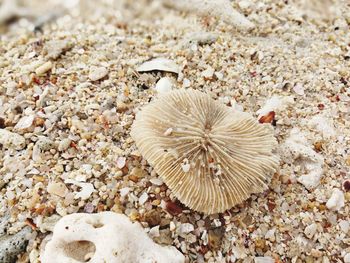 Close-up of crab on beach