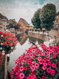 Yellow flowering plants by river against sky