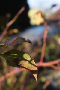 Close-up of plant against blurred background