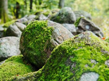 Close-up of moss on rock