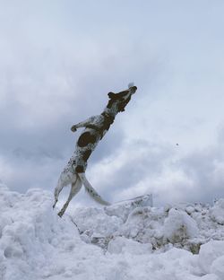 A dog jumps after a snowball