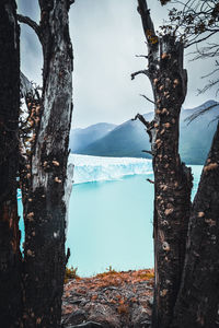 Scenic view of tree by lake against sky