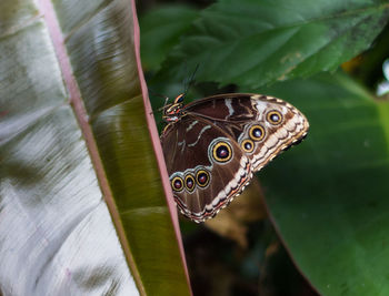 Close-up of butterfly perching on leaf