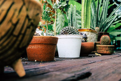 Close-up of potted plant on table