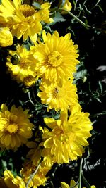 Close-up of sunflowers blooming outdoors