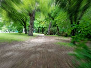 Road amidst trees