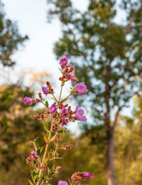 Close-up of pink flowering plant