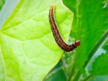 Close-up of insect on leaf