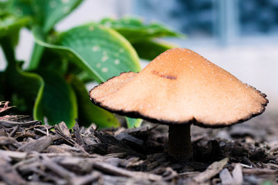 Close-up of mushroom