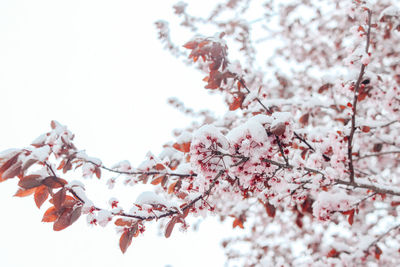 Low angle view of cherry blossoms against sky