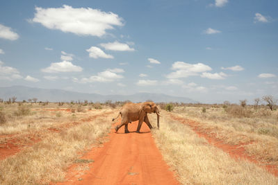 People walking on road amidst field against sky