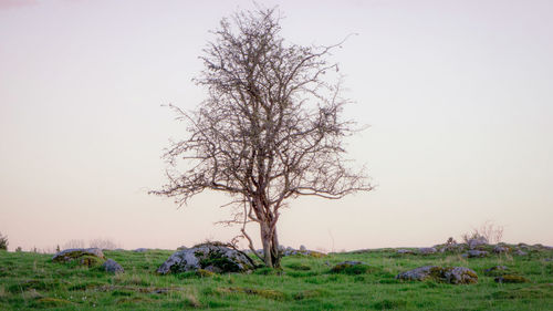 Bare tree on field against clear sky