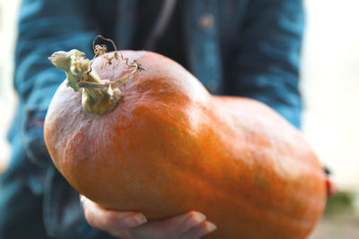 Hand holding pumpkin. ripe orange long farmer eco-friendly pumpkins in the hand of a farmer on 