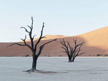 Bare tree in desert against clear sky