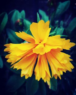 Close-up of yellow flower blooming outdoors