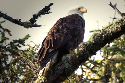 Low angle view of eagle perching on tree