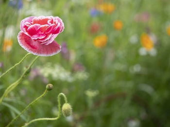 Close-up of pink rose