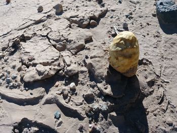 High angle view of crab on sand at beach