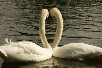 Swan swimming in water
