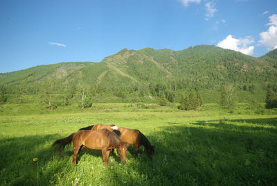 pasture