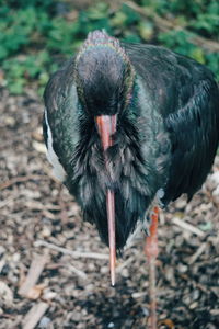 Close-up of bird