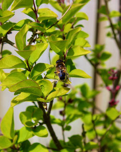 Close-up of bee pollinating on a plant