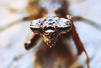 Close-up portrait of snake