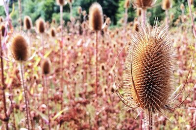 Close-up of thistle